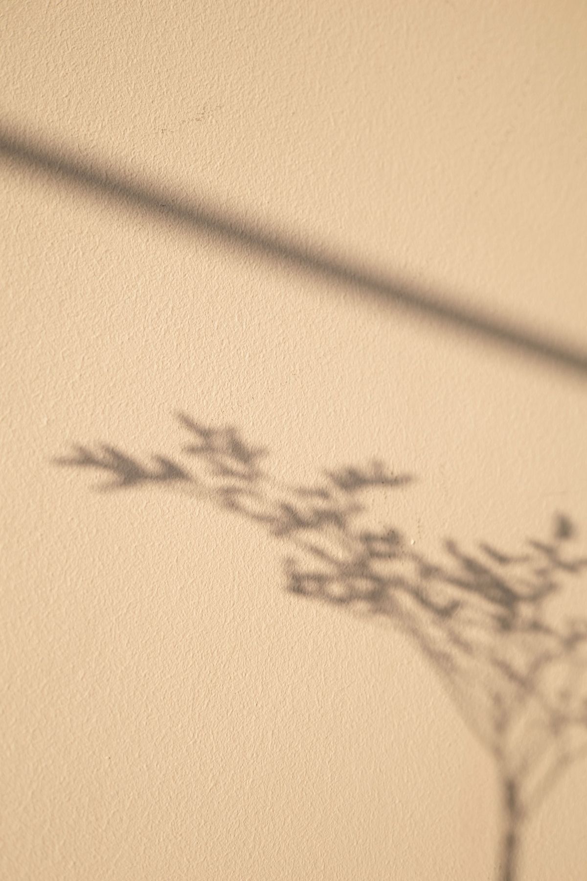 Soft botanical shadows on a pale wall in a calm, light-filled room